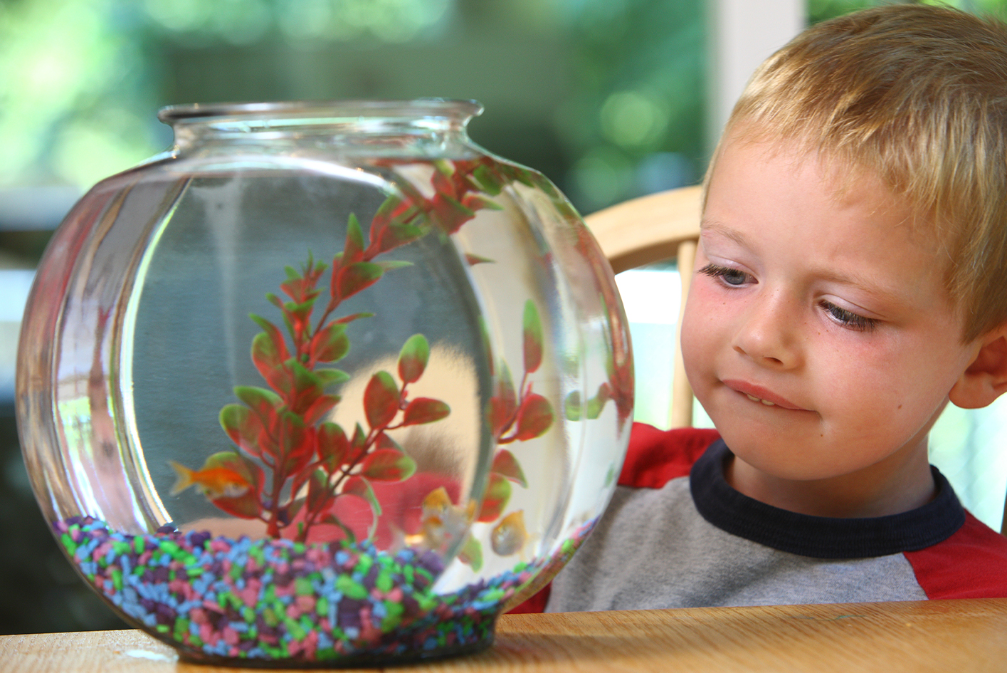 Увидел рыбок в аквариуме. Аквариум для детей. Рыбки для детей. Аквариум с рыбками для детей. Аквариум дети 6 лет.