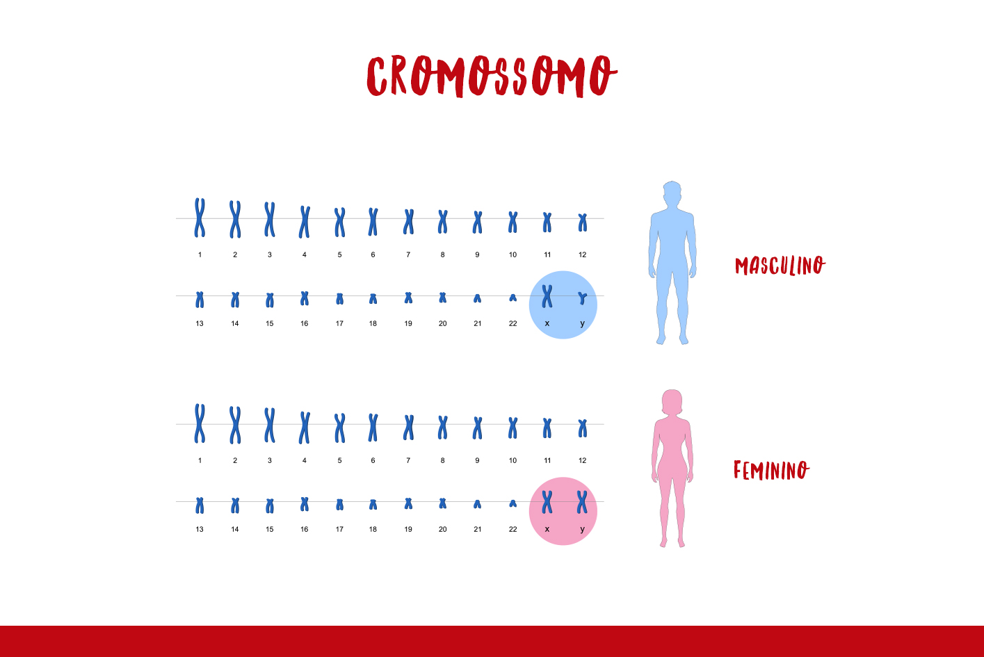 Cromossomos indicam diferenças entre feto masculino e feminino